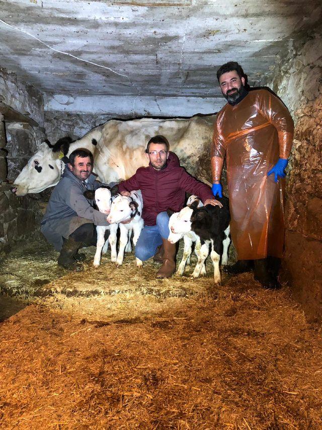 İzmir'de Siyah Alaca cinsi inek, dördüz buzağı doğurdu