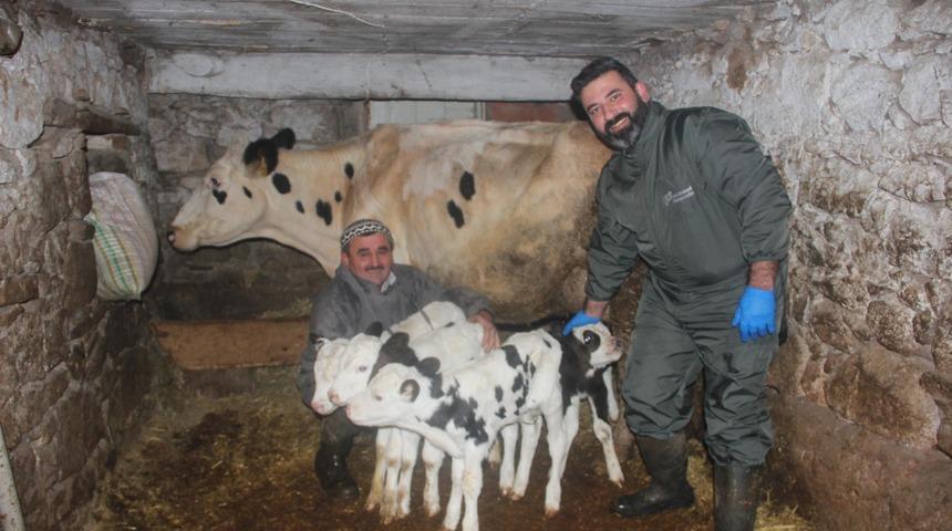 İzmir'de Siyah Alaca cinsi inek, d&ouml;rd&uuml;z buzağı doğurdu
