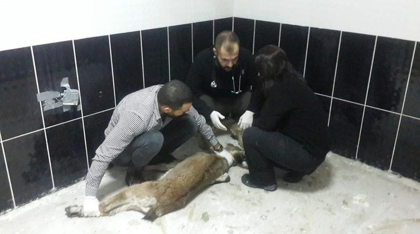 Kayalıktan d&uuml;şen yavru yaban ke&ccedil;isi ve dereye d&uuml;şen k&ouml;pek, tedavi altına alındı