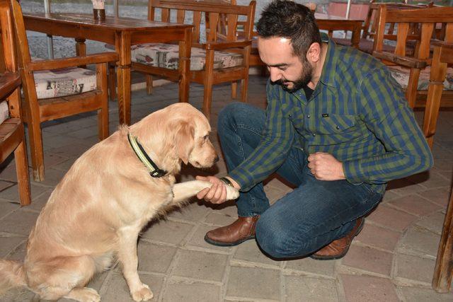 Kafe sahibi köpeği 'Bobo'yu kadına şiddet gösterenlere karşı eğitti