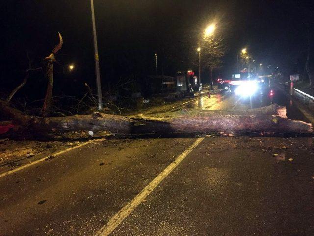 Yalova’da dev ağaç yola devrildi