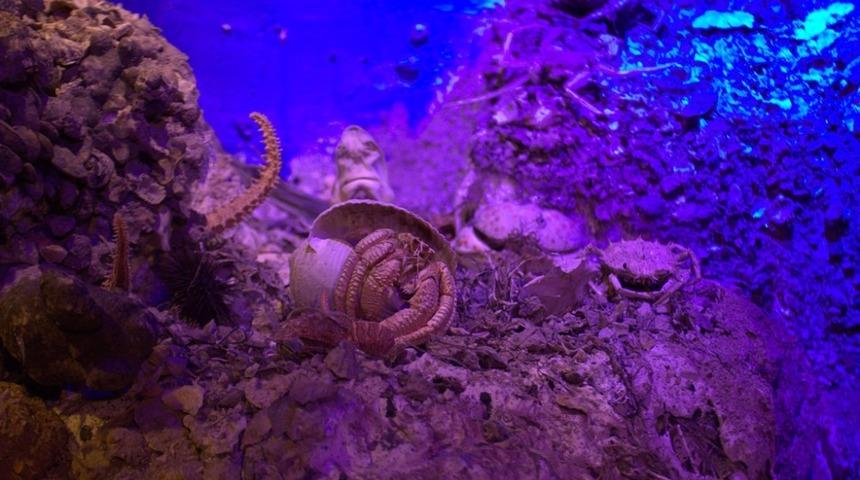 Antalya Deniz Biyolojisi M&uuml;zesi 25 bin ziyaret&ccedil;iye ağırladı