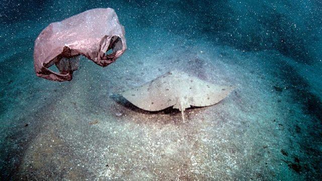 Hatay Samandağ'da bulunan Çevlik Akçay bölgesinde plastik poşetler vatozları ve diğer deniz canlılarını tehdit ediyor