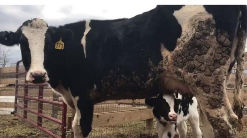 Mezbahaya g&ouml;t&uuml;r&uuml;l&uuml;rken kamyondan atlayan hamile inek, doğurdu