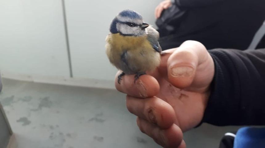 Donmak &uuml;zere olan kuşu hayata d&ouml;nd&uuml;rd&uuml;