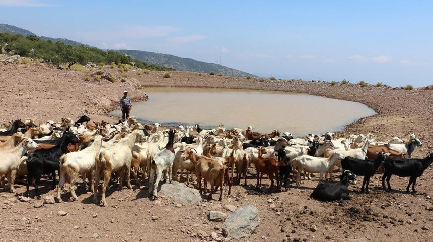 Büyükşehir’den hayvanların susuz kalmaması için yaşam vahaları
