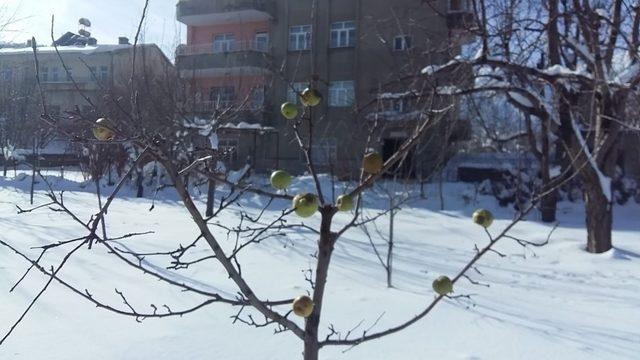 Yazın topladığı elmaları aç kalan kuşlar için tekrar ağaçlara astı