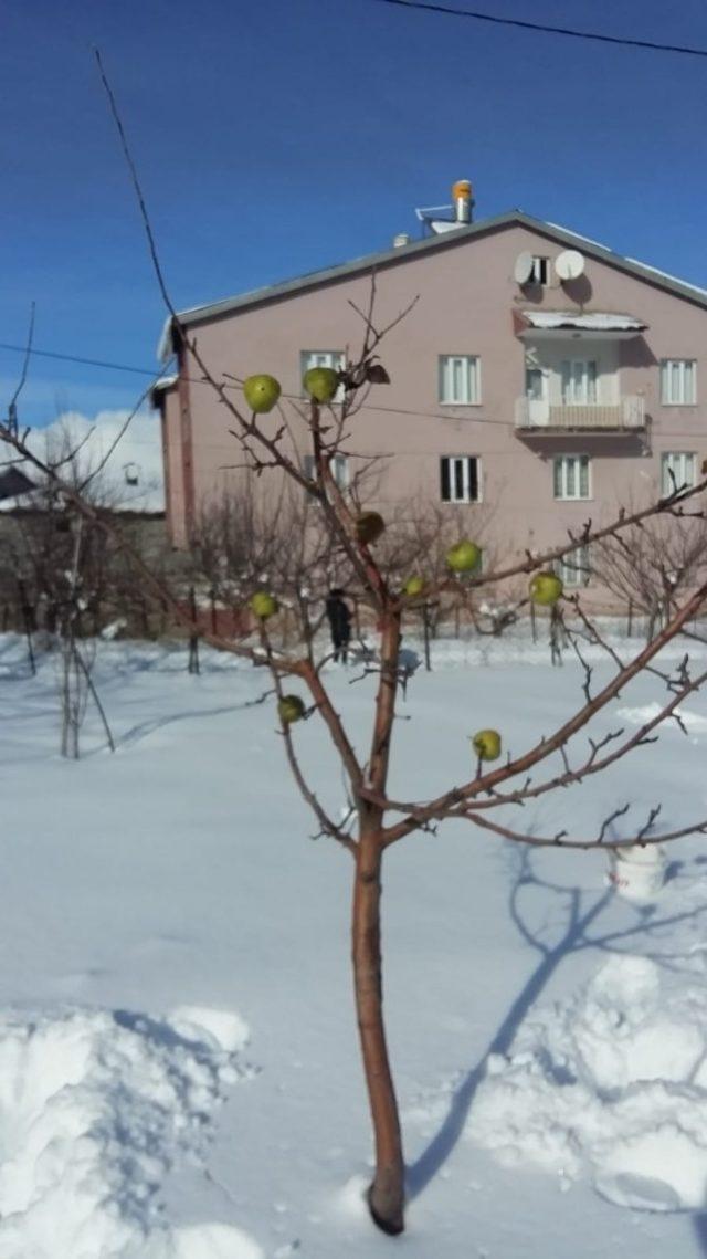 Yazın topladığı elmaları aç kalan kuşlar için tekrar ağaçlara astı