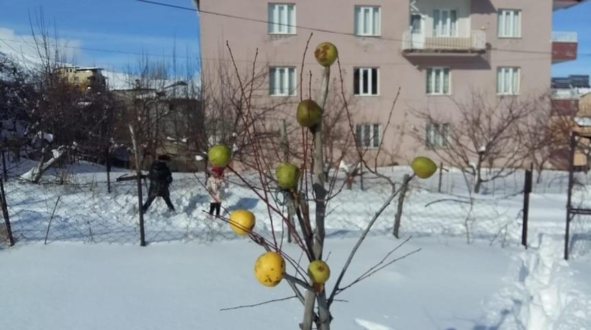 Yazın topladığı elmaları a&ccedil; kalan kuşlar i&ccedil;in tekrar ağa&ccedil;lara astı