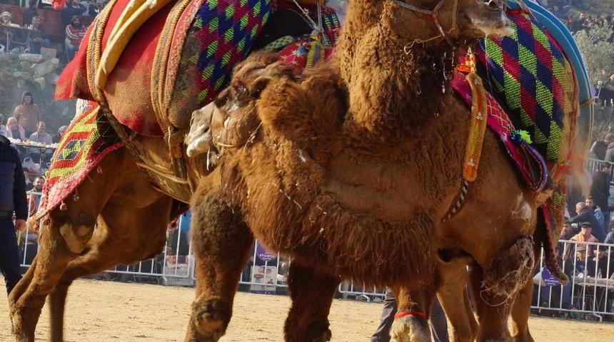 Deveye şiddet uygulayan iki kişi g&uuml;reşlerden men edildi