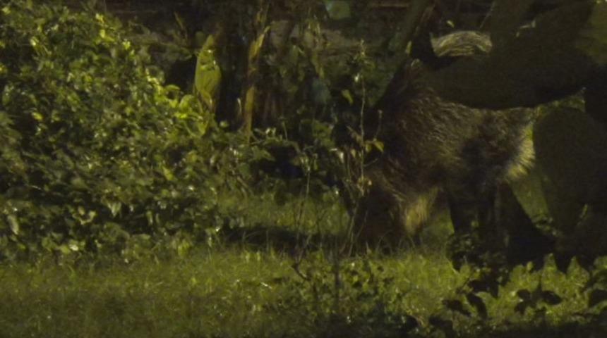 Marmaris&rsquo;te domuzlar evcilleşiyor