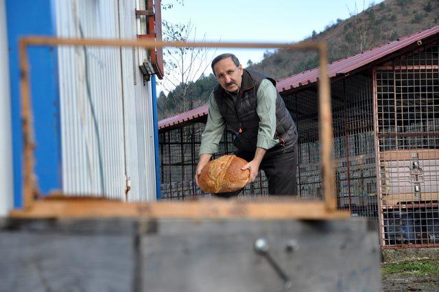 Tesise dadanan ayılar, kamerada