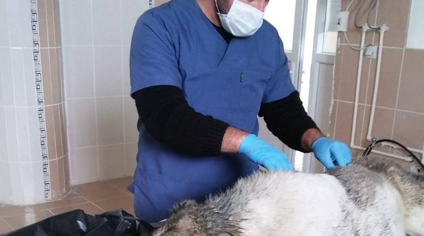 Fosseptik &ccedil;ukuruna d&uuml;şen k&ouml;pek kurtarıldı