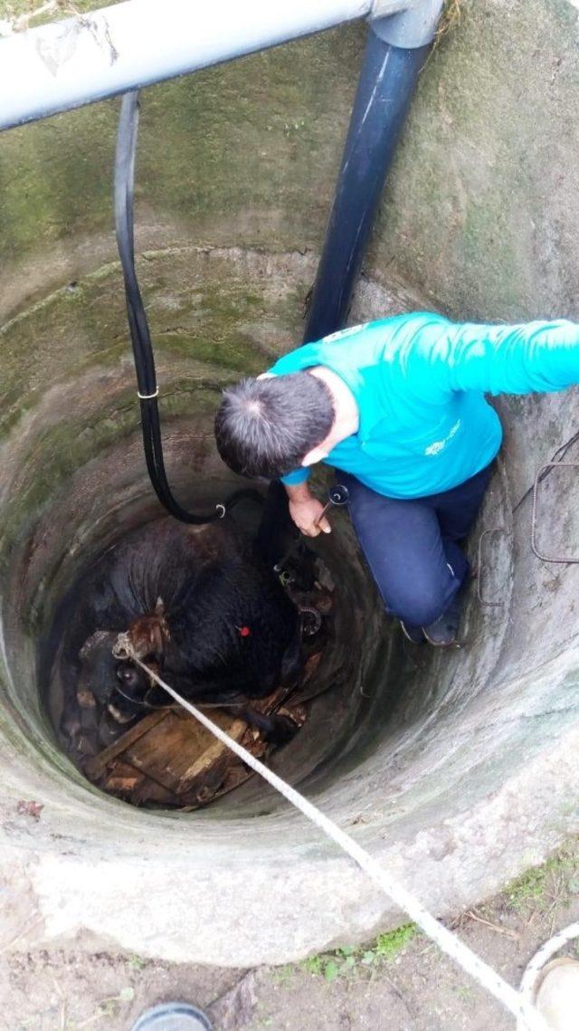 Aydın’da kuyuya düşen büyükbaş hayvan kurtarıldı