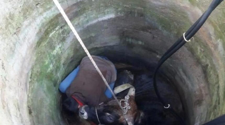 Aydın&rsquo;da kuyuya d&uuml;şen b&uuml;y&uuml;kbaş hayvan kurtarıldı