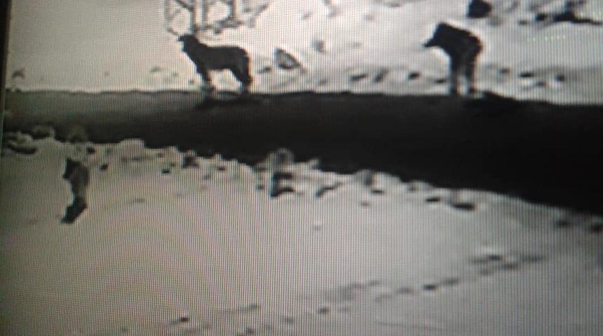 Ağrı&rsquo;da a&ccedil; kurtlar şehre indi