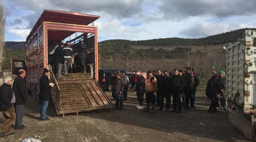 Eğirdir&rsquo;de 11 gen&ccedil; &ccedil;ift&ccedil;iye hibe 55 b&uuml;y&uuml;kbaş hayvan dağıtıldı