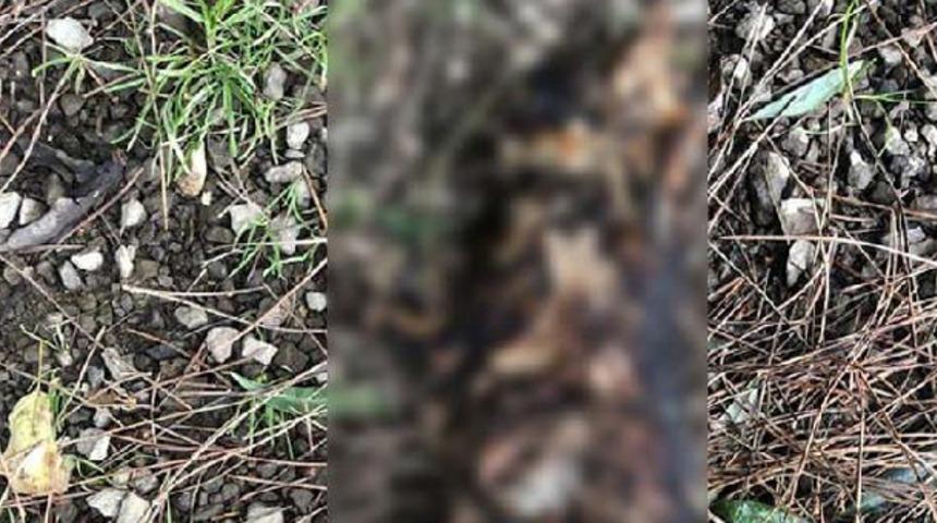 Vahşet! Ayaklarını kestikleri sokak kedisini yaktılar