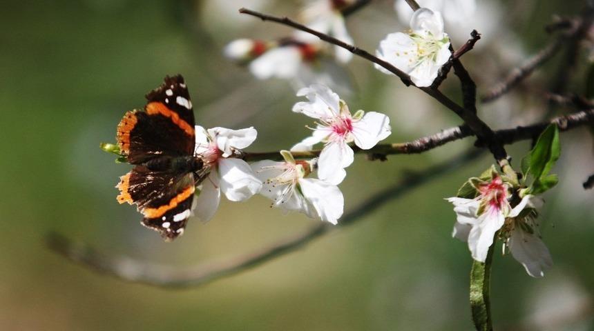 Dat&ccedil;a badem &ccedil;i&ccedil;ekleriyle şenlenecek
