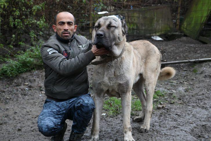 Bu köpeklerin değeri dudak uçuklatıyor  G3