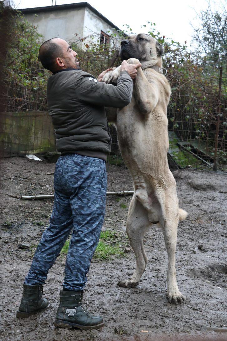 Bu köpeklerin değeri dudak uçuklatıyor  G4