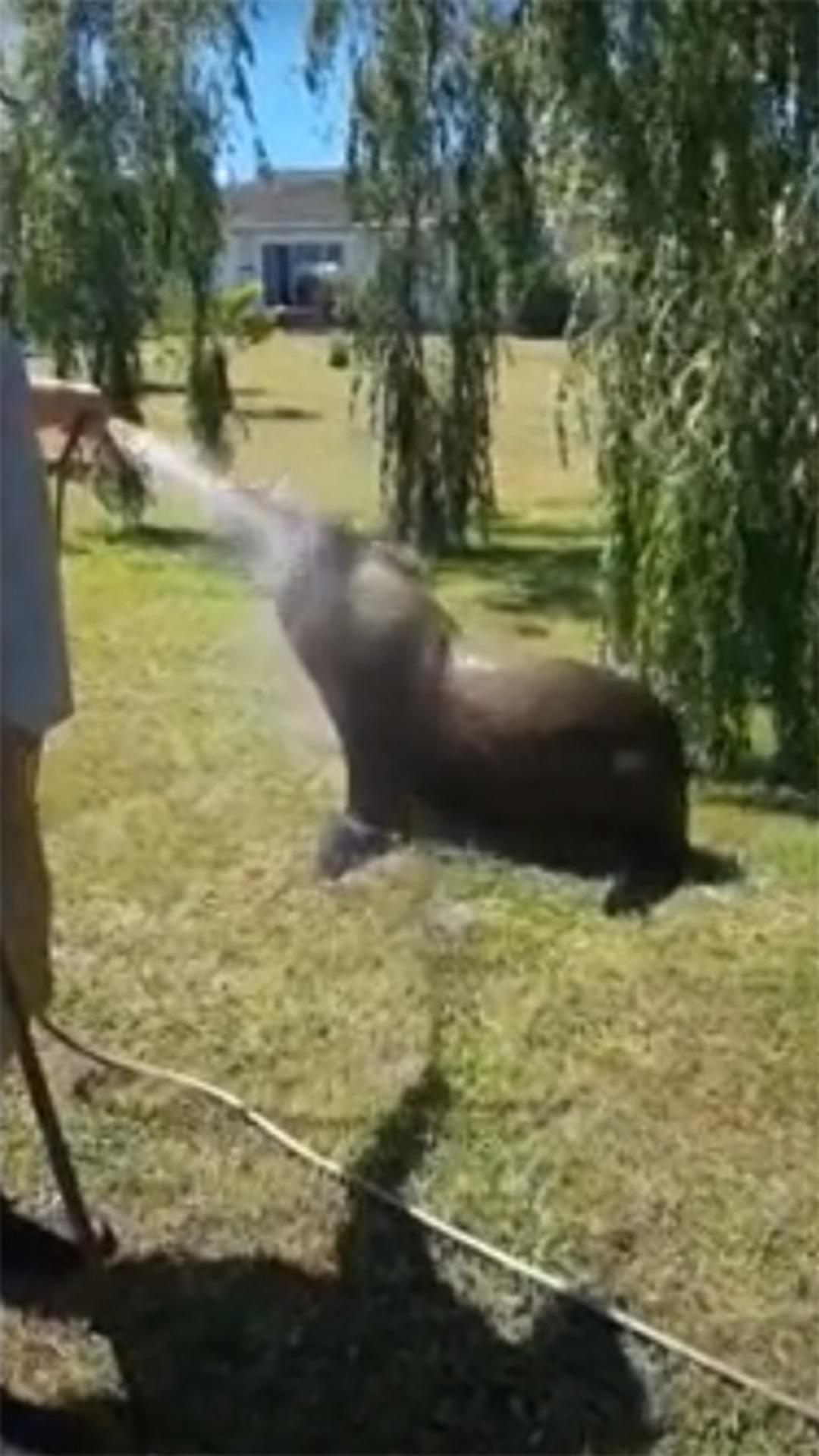 Arka bah&ccedil;elerinde g&ouml;r&uuml;nce şok oldular!