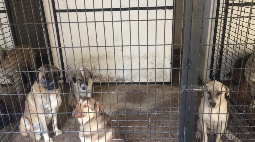 Sivrihisar&rsquo;a bırakılan k&ouml;peklere Odunpazarı sahip &ccedil;ıktı