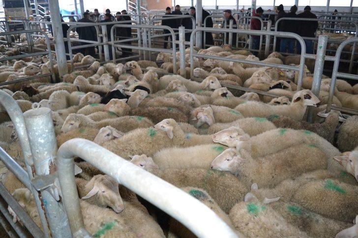 Şuhut’ta küçükbaş hayvanlar elde kaldı G1