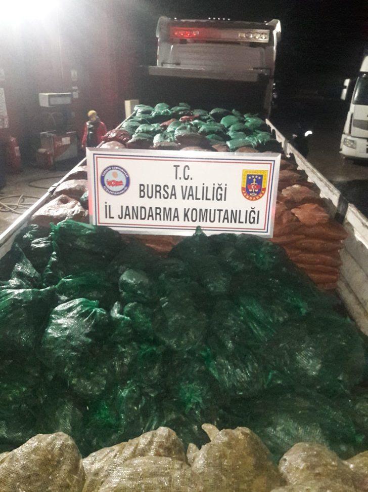 Jandarmanın durdurduğu 2 araçta 19 ton kaçak midye bulundu