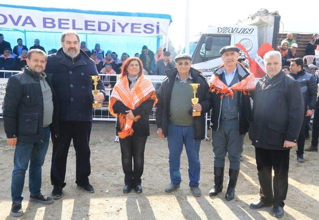 Başkan Çerçioğlu, İncirliova deve güreşlerini İzledi