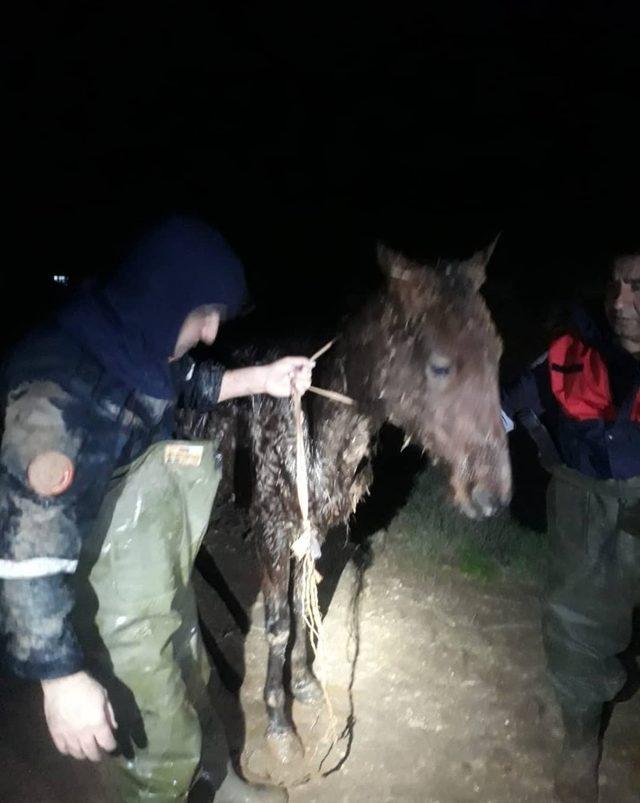 Tahliye kanalına düşen at itfaiye tarafından kurtarıldı