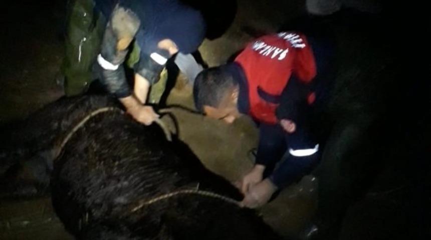 Tahliye kanalına d&uuml;şen at itfaiye tarafından kurtarıldı