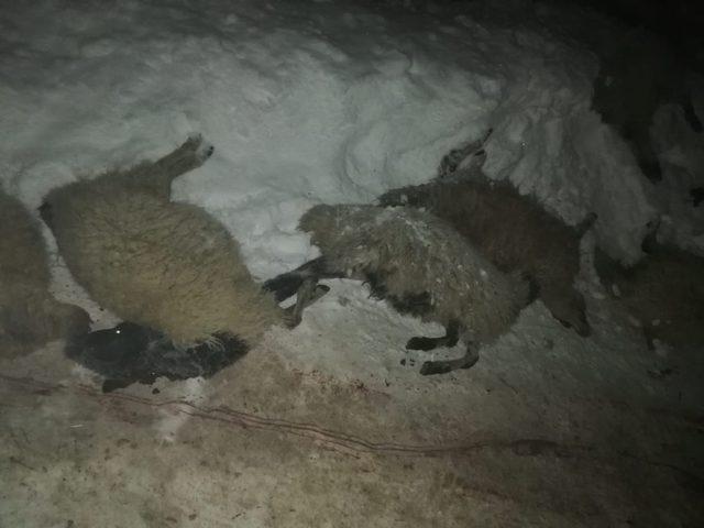 Özalp’te çıkan yangında 13 koyun telef oldu