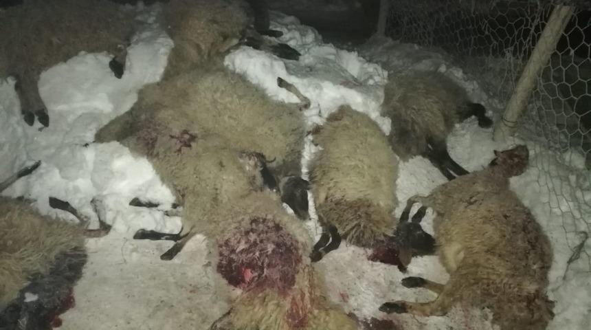 &Ouml;zalp&rsquo;te &ccedil;ıkan yangında 13 koyun telef oldu