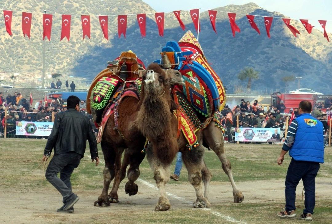 2019&rsquo;un ilk deve g&uuml;reşi İncirliova&rsquo;da yapıldı