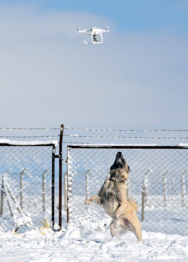 Kangal'ın 'drone' tepkisi