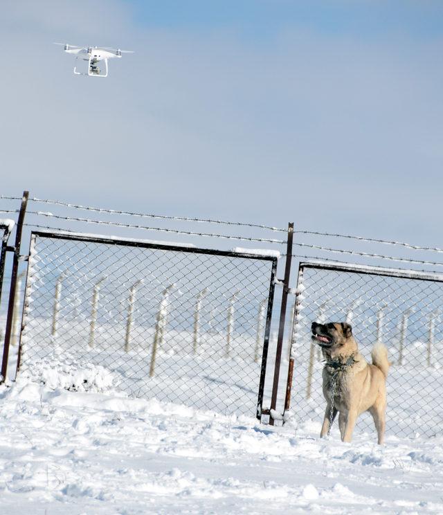 Kangal'ın 'drone' tepkisi