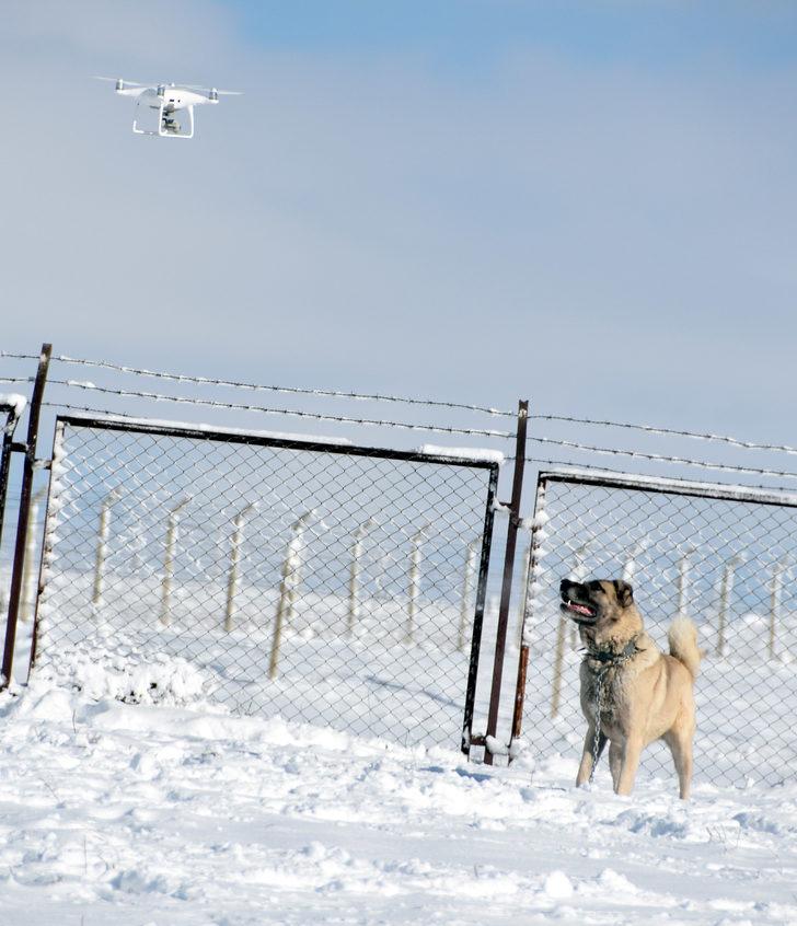 Kangal köpek drone'a bakın nasıl kafa tuttu? G1