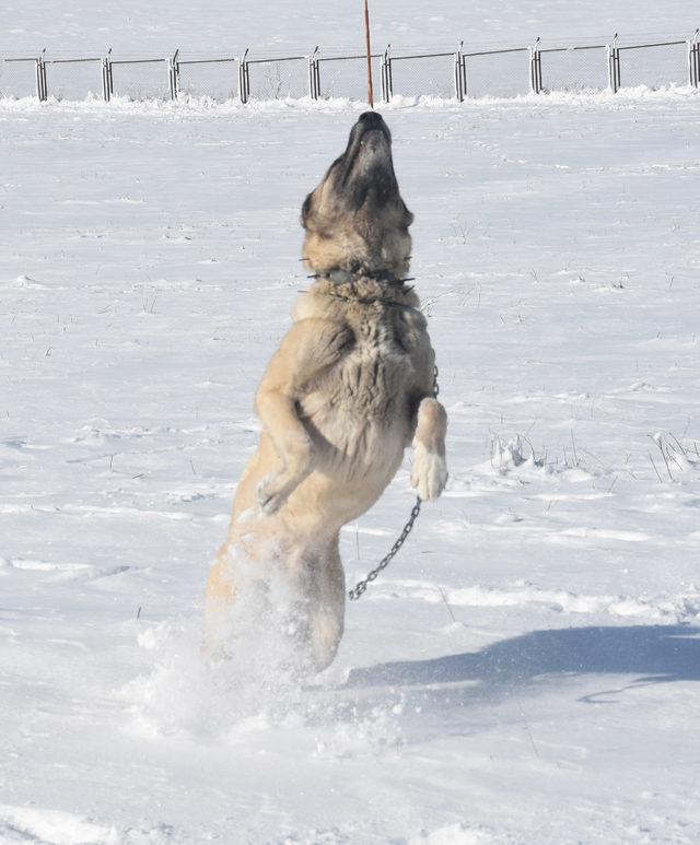 Kangal'ın 'drone' tepkisi