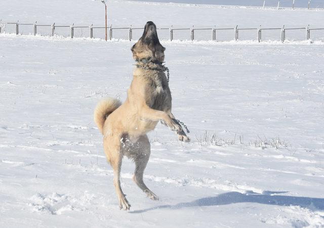 Kangal'ın 'drone' tepkisi