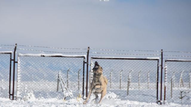 Kangal'ın 'drone' tepkisi