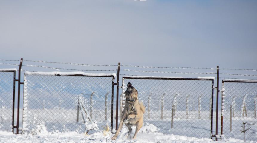 Kangal'ın 'drone' tepkisi