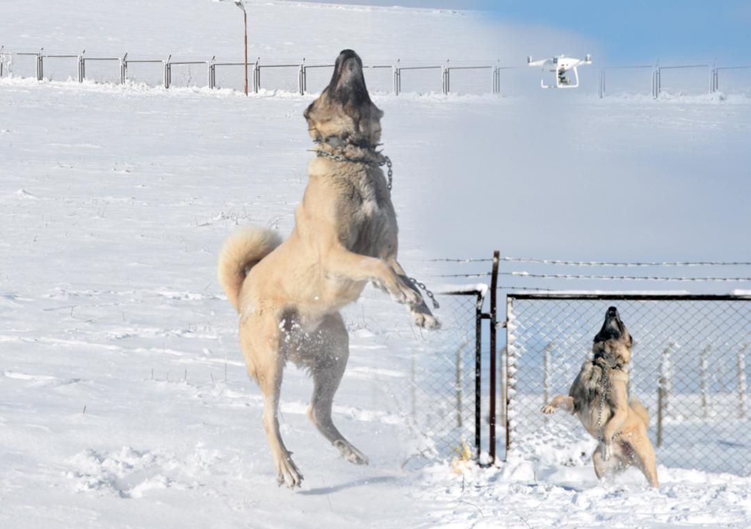Kangal k&ouml;pek drone'a bakın nasıl kafa tuttu?