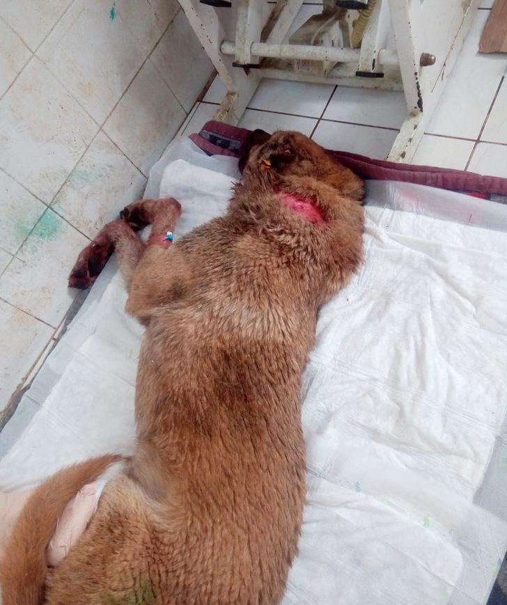 Kan donduran iddia: Tecavüz etti, bacaklarını kırıp köpeğe ısırttı! G1