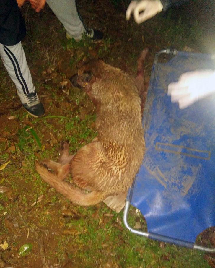 Kan donduran iddia: Tecavüz etti, bacaklarını kırıp köpeğe ısırttı! G3