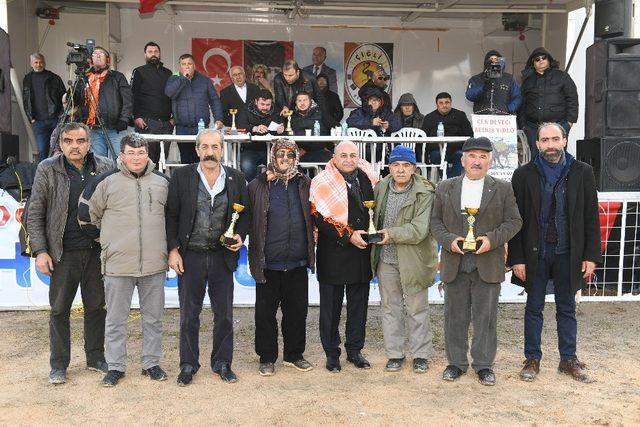 Çiğli’de Deve Güreşleri Festivali’ne yoğun ilgi