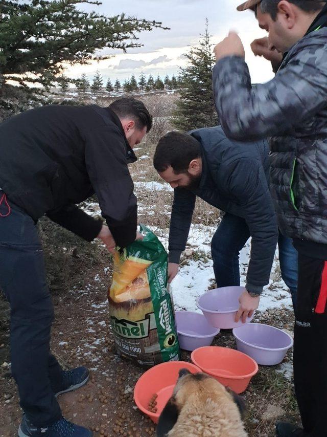 Ülkü Ocaklarından sokak hayvanlarına mama yardımı