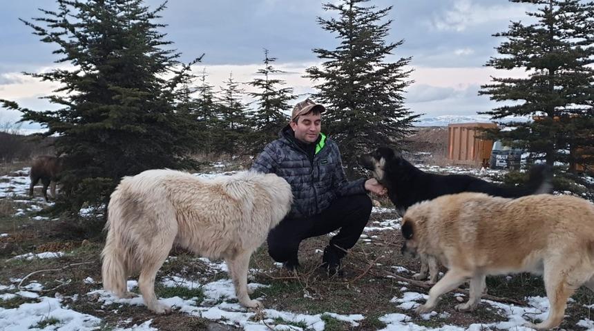 Ülkü Ocaklarından sokak hayvanlarına mama yardımı