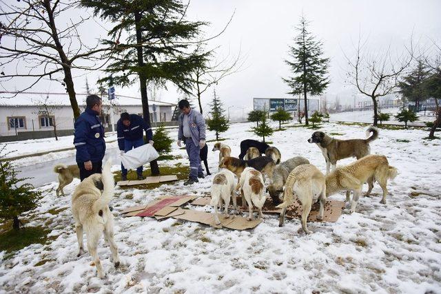 Atlara yem, kuşlara meyve, köpeklere mama