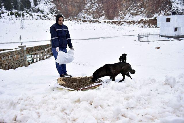 Atlara yem, kuşlara meyve, köpeklere mama